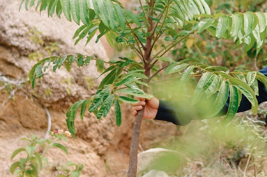 Hiện thực hóa mô hình CSV: Cỏ Mềm ‘bắt tay’ cùng Hạnh Phúc Xanh trồng 2 ha rừng ở Ninh Thuận